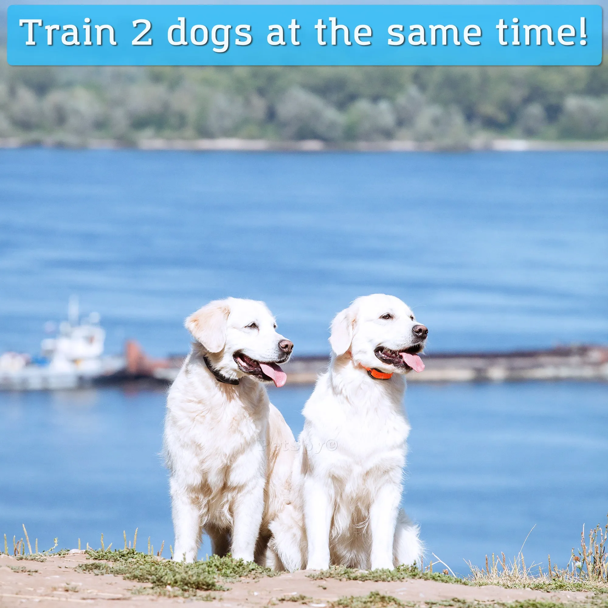 Two dog shock collars -M919 Premium Shock Collar for 2 Dogs